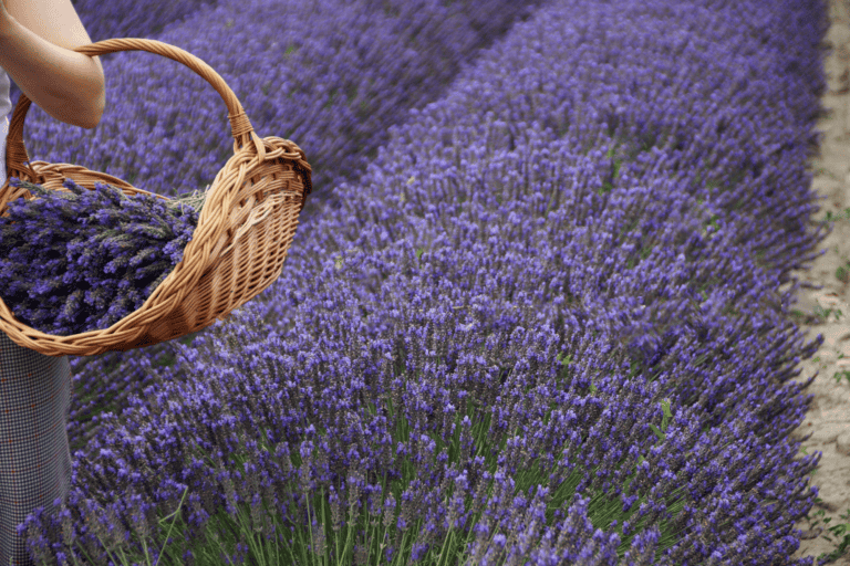 CSRD-raportointiprosessi