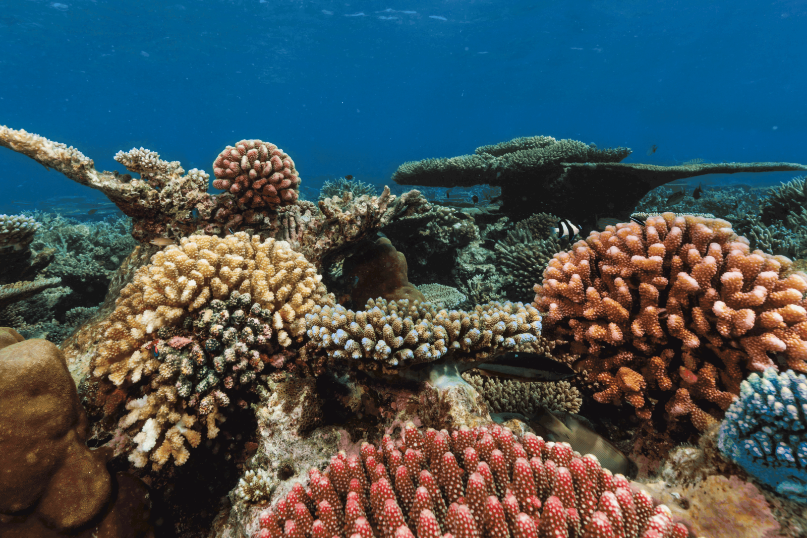 Pk-yritysten raportointisuositukset