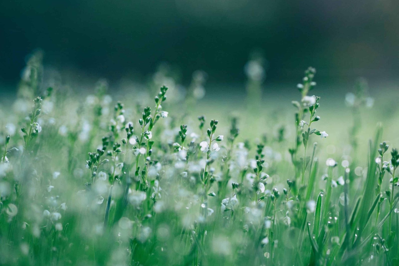 Kestävä markkinointi