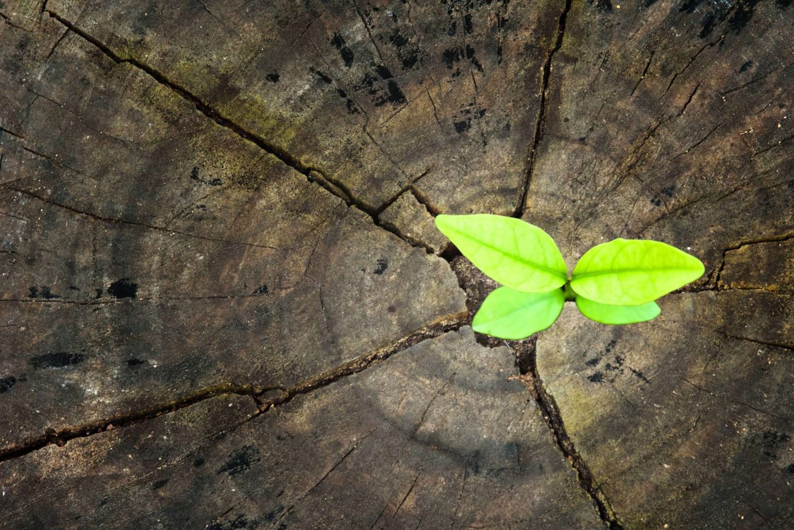 New business concept needed in the emerging markets.