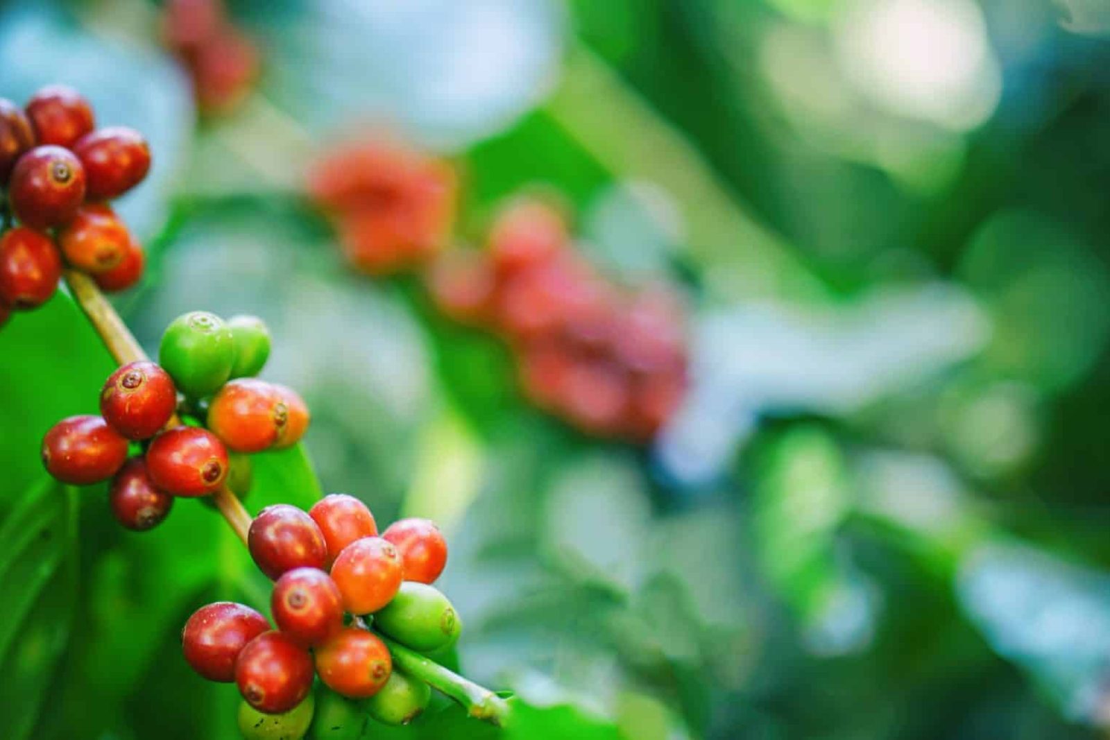 Helsinki Coffee Festival