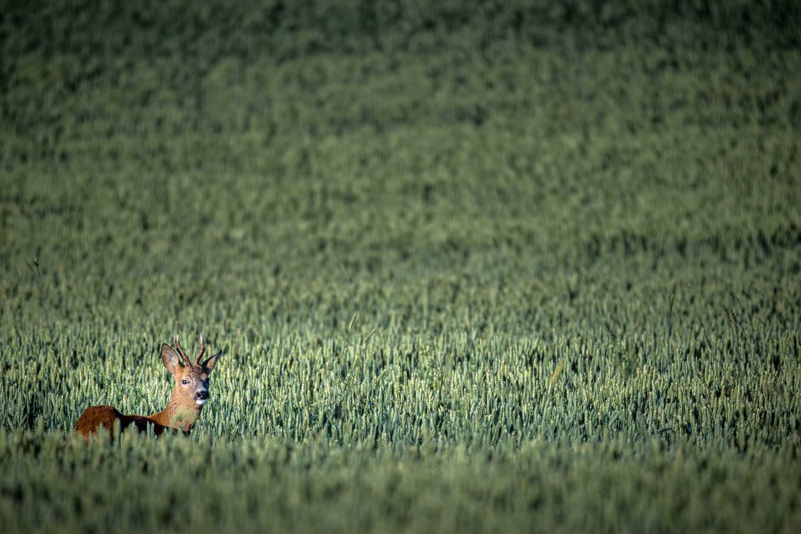 Aloita yrityksen vastuullisuustyö opettelemalla vastuullisuusstandardit.